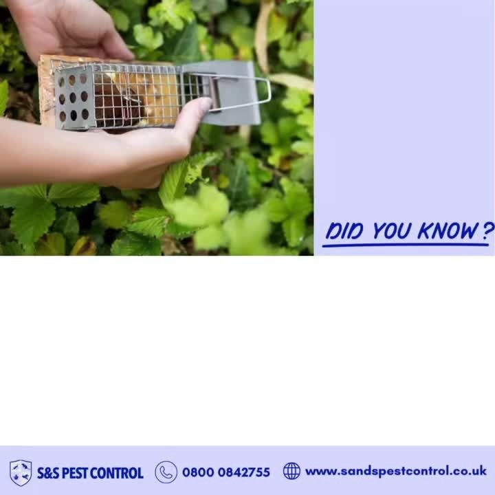 Instagram post from ss_pestcontrol_ltd. This post is in position 3.